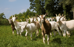 Autonomie des élevages - Expérimentation sur l’évaluation de mélanges de prairies à flore variée en élevages biologiques 11 Autonomie des élevages - Expérimentation sur l’évaluation de mélanges de prairies à flore variée en élevages biologiques 11