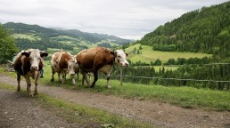 Pour une filière en plein développement - Comment étudier mon projet de conversion en lait de vache biologique 6 Pour une filière en plein développement - Comment étudier mon projet de conversion en lait de vache biologique 6