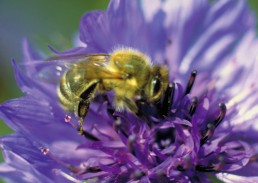 Les chiffres clés des filières Bio de 2020 14