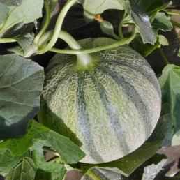 Dossier #1 - Protection de la culture du melon en AB -Derniers résultats des essais menés par Suxpé et Centrex 10 Dossier #1 - Protection de la culture du melon en AB -Derniers résultats des essais menés par Suxpé et Centrex 10