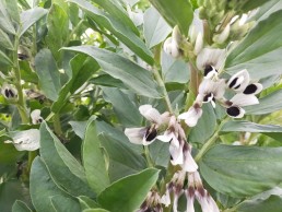 Suivi des couverts végétaux sur des fermes maraîchères biologiques 7 Suivi des couverts végétaux sur des fermes maraîchères biologiques 7