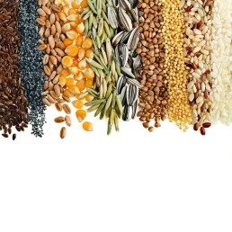 Intérêt du triage à la ferme en Agriculture Biologique 19