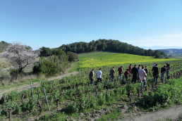 Le pilotage des couverts végétaux en conditions méditerranéennes : retour d'expérience du GIEE "Les couvreurs de vigne" 1