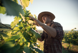 Comment s'adapter au changement climatique en climat méditerranéen : les viticulteurs Audois en pleine réflexion 4
