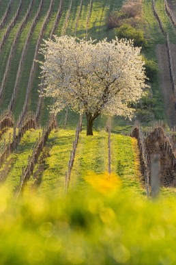 Créer un atelier de diversification quand on est viticulteur ? Un projet qui se construit pas à pas 19