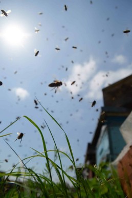 Étudier l'aire de butinage des abeilles à l'aide d'outils cartographiques 8