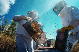 État des lieux de l'apiculture Bio en Occitanie et ailleurs 6