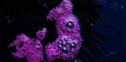 La bioprotection : une stratégie pour les vinifications bio sans sulfites ajoutés 2