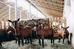 Des fiches pour partager l'expérience d'éleveurs Occitans de chèvres en bio 6