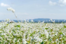 Les couverts végétaux d'été en maraîchage diversifié 9