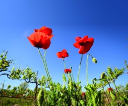 Création d'un herbier de la flore spontanée du vignoble Audois 1