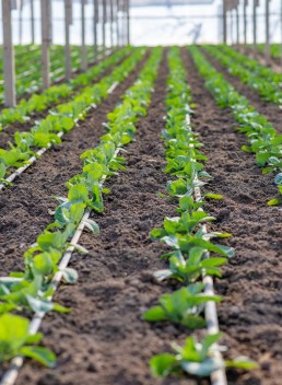 Gestion de l'irrigation en maraîchage 8