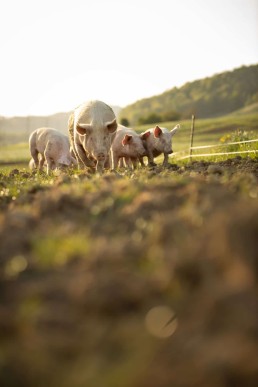 Porc d'Occitanie : de nombreux petits élevages et des micro filières régionales 2