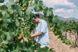 La viticulture Bio d'Occitanie 13