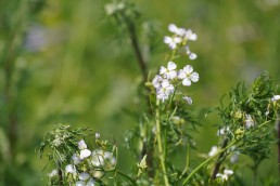 Résultats des couverts végétaux d'automne/hiver en maraîchage diversifié 3