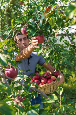 Les fruits bio en région en 2021 5