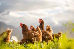 Abattoir de volailles multi-site collectif dans l'Hérault 2