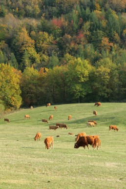 La filière bovins viande bio régionale : une filière incontournable qui doit faire face à ses fragilités 3