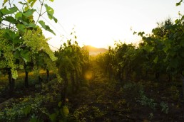 Impacts des couverts végétaux sur le sol et la physiologie de la vigne en climat méditerrannéen 12