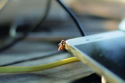 Occitanum : le numérique en réponse à des problématiques de l'apiculture bio 5
