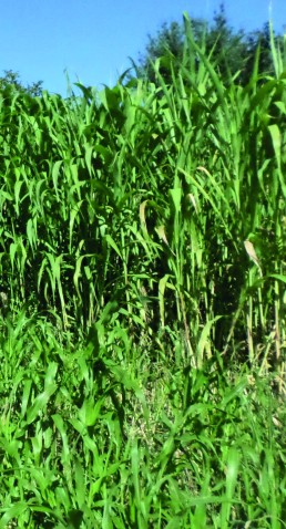 Flash sur les essais de sorghos sous serres - Été 2020 4