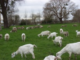 Débroussaillage des sous-bois et valorisation des matières ligneuses - Le projet du GIEE du Larzac pour l’agro-sylvo-pastoralisme 12
