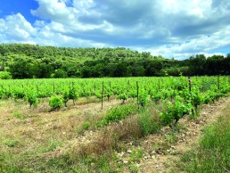 Des outils et méthodes alternatives au cuivre dans la lutte contre le mildiou de la vigne 5