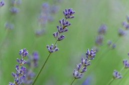 Synthèse de l'étude de l'aval de la filière PPAM en Occitanie 4