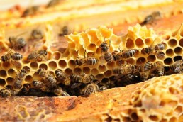 La fiche filière Apiculture bio d'Occitanie est en ligne ! 7