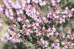 Retour sur le salon Plantes et ingrédients naturels du 1er avril 2026 - Lycée agricole d'Auzeville 15