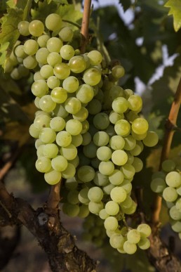 Les chiffres de la Bio en Occitanie en 2025 22 Les chiffres de la Bio en Occitanie en 2025 22