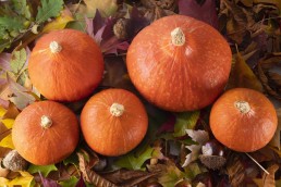 « C’est Bio l’Occitanie ! » : troisième séquence de l’année pour faire de la Bio d’Occitanie le #BioRéflexe des Occitans. 23 « C’est Bio l’Occitanie ! » : troisième séquence de l’année pour faire de la Bio d’Occitanie le #BioRéflexe des Occitans. 23